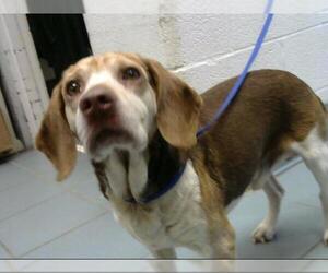 Beagle Dogs for adoption in Nashville, TN, USA