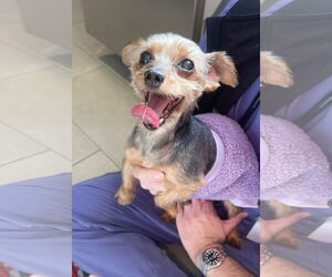 Bichon Frise-Unknown Mix Dogs for adoption in Chester, NJ, USA