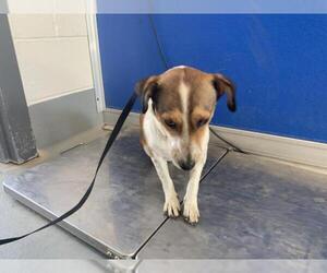 Chihuahua Dogs for adoption in Visalia, CA, USA