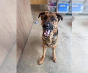 German Shepherd Dog Dogs for adoption in Fort Collins, CO, USA