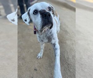 Boxer Dogs for adoption in Santa Barbara, CA, USA