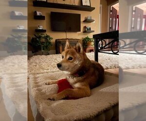 Shiba Inu Dogs for adoption in Crystal, MN, USA