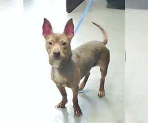 Mutt Dogs for adoption in Fayetteville, NC, USA