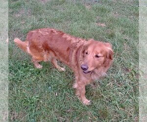 Golden Retriever Dogs for adoption in Derwood, MD, USA