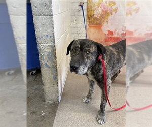 Shepradors Dogs for adoption in San Bernardino, CA, USA