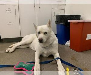 Siberian Husky-Unknown Mix Dogs for adoption in Berkeley , CA, USA
