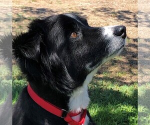 Border Collie Dogs for adoption in Oceanside, CA, USA