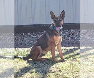 Mutt Dogs for adoption in Granbury, TX, USA