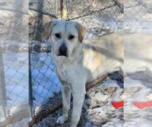 Retriever -Unknown Mix Dogs for adoption in Manchester, MO, USA