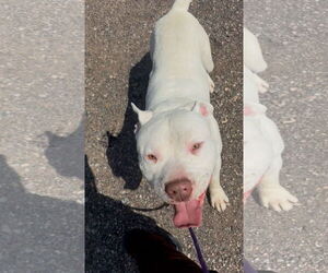 American Pit Bull Terrier-Unknown Mix Dogs for adoption in Las Vegas, NM, USA