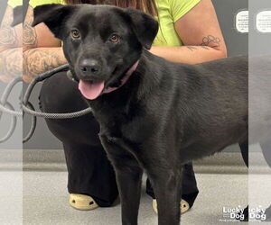 Labrador Retriever-Unknown Mix Dogs for adoption in Washington, DC, USA