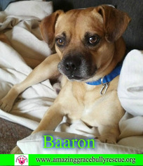 Puggle Dogs for adoption in Pensacola, FL, USA
