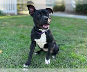 Boston Terrier-Staffordshire Bull Terrier Mix Dogs for adoption in San Clemente, CA, USA