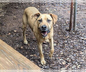 Shepradors Dogs for adoption in McCormick, SC, USA