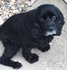 Cocker Spaniel Dogs for adoption in Coldwater, MI, USA