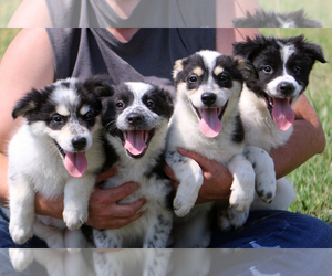 Border-Aussie Dogs for adoption in Eureka Springs, AR, USA