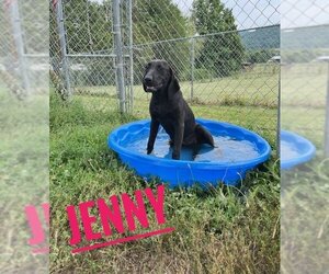 Labbe Dogs for adoption in Rutledge, TN, USA