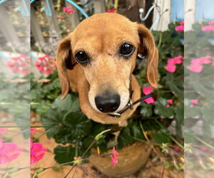 Dachshund Dogs for adoption in Sioux Falls, SD, USA