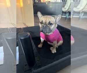 French Bulldog Dogs for adoption in Catasauqua, PA, USA