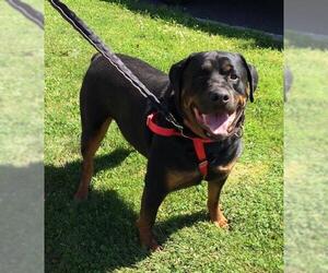 Rottweiler Dogs for adoption in Lawrenceville, NJ, USA