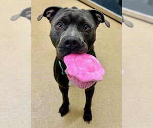 American Pit Bull Terrier-Unknown Mix Dogs for adoption in Derwood, MD, USA