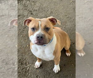 Mutt Dogs for adoption in Riverside, CA, USA