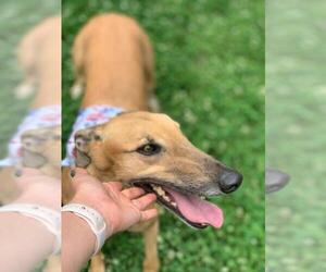 Greyhound Dogs for adoption in Temple, GA, USA