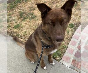 Siberian Husky Dogs for adoption in Camarillo, CA, USA