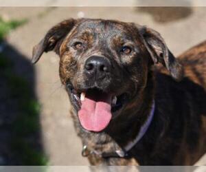 Boxer-Plott Hound Mix Dogs for adoption in Chattanooga, TN, USA