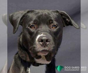 Labrador Retriever Dogs for adoption in Boston, MA, USA