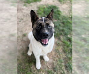 Akita Dogs for adoption in Riverside, CA, USA