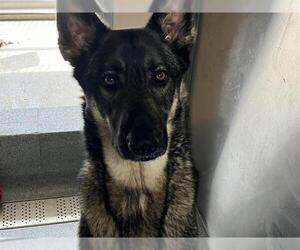 German Shepherd Dog-Unknown Mix Dogs for adoption in Orange, CA, USA