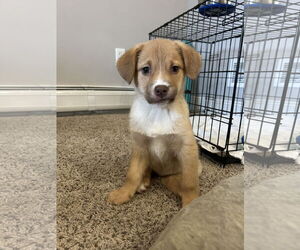 Labrador Retriever-Unknown Mix Dogs for adoption in Doylestown, PA, USA
