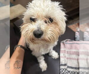 Poodle (Miniature) Dogs for adoption in Lakewood, CO, USA