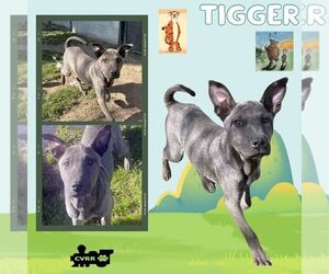 Border Collie-Chinese Shar-Pei Mix Dogs for adoption in Lindsay, CA, USA