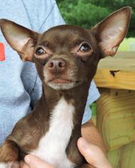 Chihuahua Dogs for adoption in Nashville, IN, USA