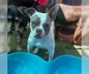 Boston Terrier Dogs for adoption in Grand Junction, CO, USA