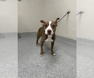 American Staffordshire Terrier-Unknown Mix Dogs for adoption in Pasadena, TX, USA