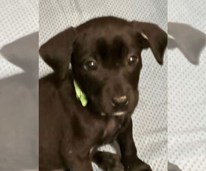 Labrador Retriever-Unknown Mix Dogs for adoption in MIDWAY, UT, USA