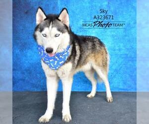 Alaskan Husky Dogs for adoption in Conroe, TX, USA