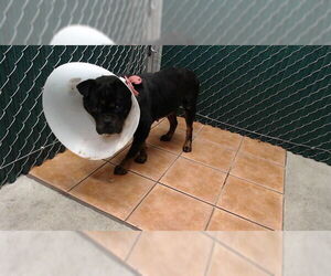 Rottweiler-Staffordshire Bull Terrier Mix Dogs for adoption in Downey, CA, USA