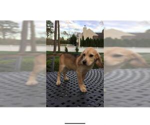Beagle Dogs for adoption in Tenafly, NJ, USA