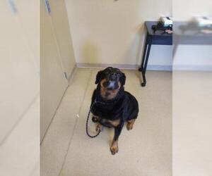 Rottweiler Dogs for adoption in Fort Collins, CO, USA