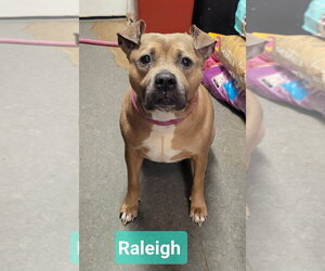 Staffordshire Bull Terrier-Unknown Mix Dogs for adoption in Richmond, IN, USA