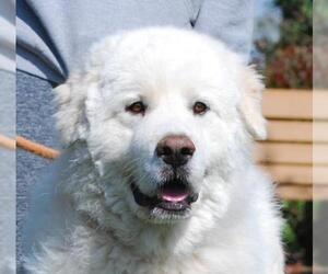 Great Pyrenees Dogs for adoption in Chesapeake City, MD, USA