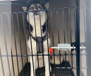 Siberian Husky Dogs for adoption in Murfreesboro, TN, USA