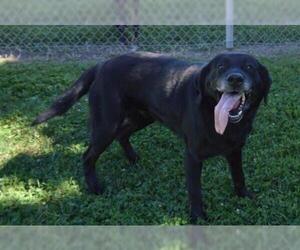 Labrador Retriever Dogs for adoption in Decatur, IL, USA