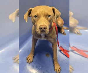 American Pit Bull Terrier Dogs for adoption in Bakersfield, CA, USA