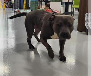 American Pit Bull Terrier Dogs for adoption in Temple, TX, USA