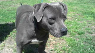American Pit Bull Terrier Dogs for adoption in Tyler, TX, USA